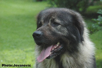 sarplaninac Dusko 5,5 years