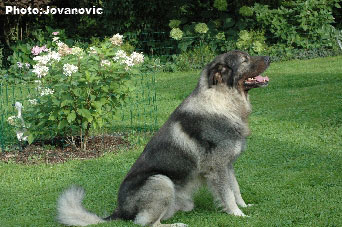 sarplaninac Dusko 5,5 years