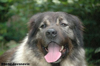 sarplaninac Dusko 5,5 years