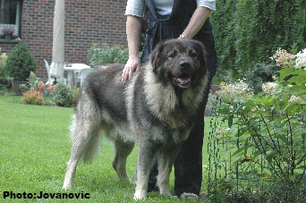 sarplaninac Dusko 5,5 years