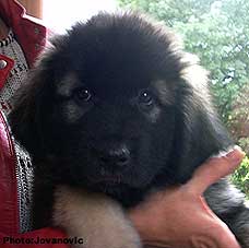 sarplaninac Ecka 2 months