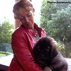 sarplaninac Ecka 2 months