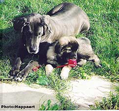 sarplaninac Ecka 9 weeks