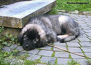 sarplaninac Ecka 9 weeks