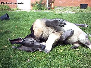 Ecka 3,5 months