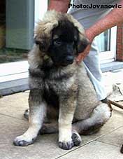 sarplaninac Ecka 3,5 months