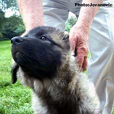 sarplaninac Ecka 3,5 months