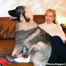 sarplaninac sarplaninac Ecka 5 months
