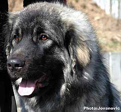 sarplaninac Ecka 9 months