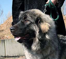 sarplaninac Ecka 9 months