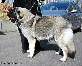 sarplaninac Ecka 9 months