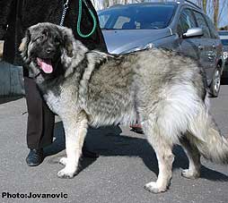 sarplaninac Ecka 9 months