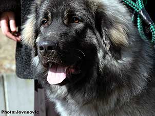 sarplaninac Ecka 9 months