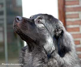 sarplaninac Ecka 21 months