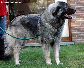 sarplaninac Ecka 21 months