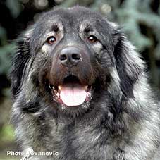 sarplaninac Ecka 21 months