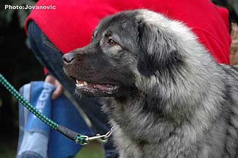 sarplaninac Ecka 21 months