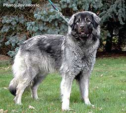 sarplaninac Ecka 21 months