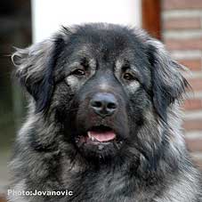sarplaninac Ecka 21 months