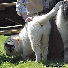 sarplaninac Zirka 4 months