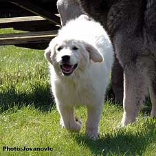 sarplaninac Zirka 4 months