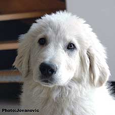 sarplaninac Zirka 4 months