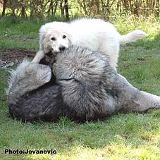 sarplaninac Ecka 22 months Zirka 4 months