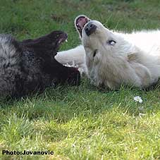 sarplaninac Ecka 22 months Zirka 4 months