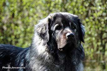 sarplaninac Ecka 22 months Zirka 4 months
