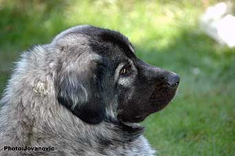 sarplaninac Ecka 22 months