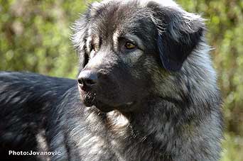 sarplaninac Ecka 22 months