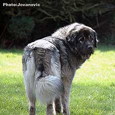 sarplaninac Ecka 22 months