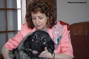 sarplaninac Ecka 22 months