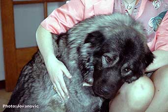 sarplaninac Ecka 22 months