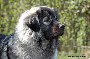 sarplaninac Ecka 22 months