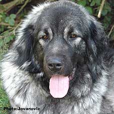 sarplaninac Ecka 22 months
