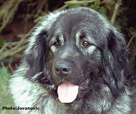 sarplaninac Ecka 22 months