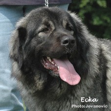 sarplaninac Ecka 2 years
