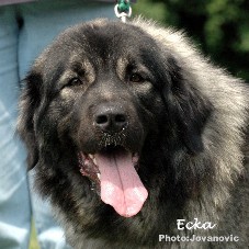sarplaninac Ecka 2 years