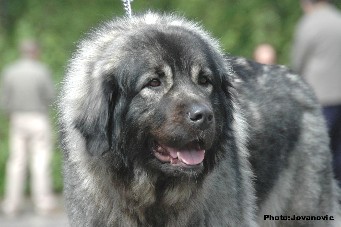 sarplaninac Ecka 3 years