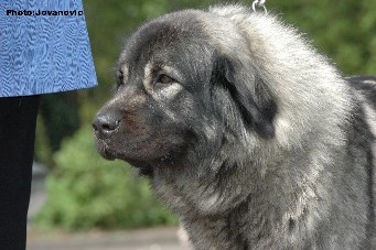 sarplaninac Ecka 3 years