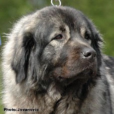 sarplaninac Ecka 3 years
