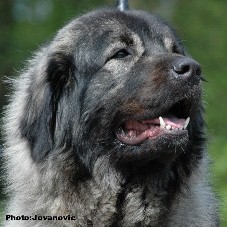 sarplaninac Ecka 3 years