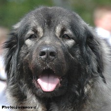 sarplaninac Ecka 2 years