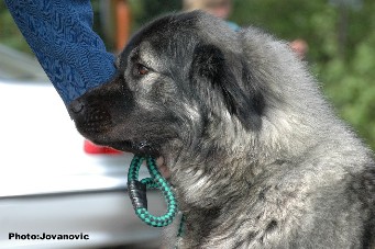 sarplaninac Ecka 3 years
