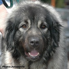 sarplaninac Ecka 3 years