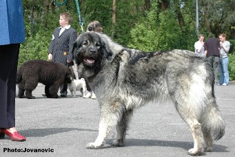 sarplaninac Ecka 3 years