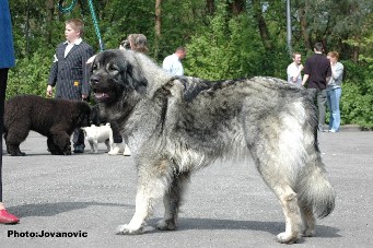 sarplaninac Ecka 3 years