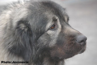 sarplaninac Ecka 4,5 years