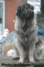 sarplaninac Ecka 4,5 years